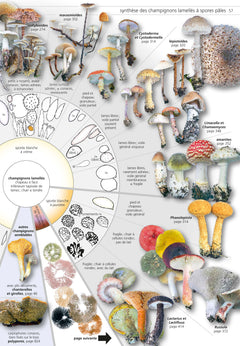 Champignons d'Europe tempérée