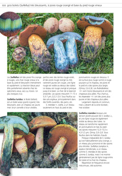 Champignons d'Europe tempérée