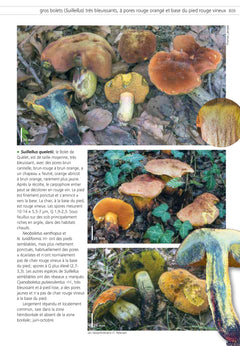 Champignons d'Europe tempérée