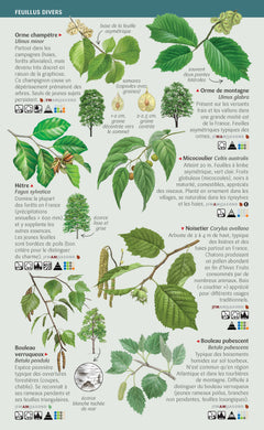 Les miniguides nature - Arbres de France: 101 espèces à connaître