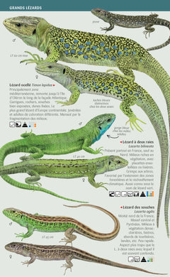Les miniguides nature - Amphibiens et reptiles de France
