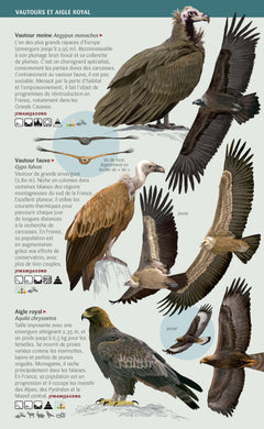 Les miniguides nature - Rapaces de France