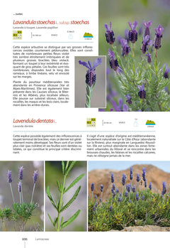 Plantes de Méditerranée