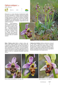 Plantes de Méditerranée