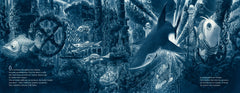 OLO