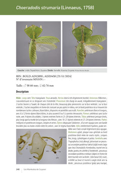 Les Mantodea de Guyane