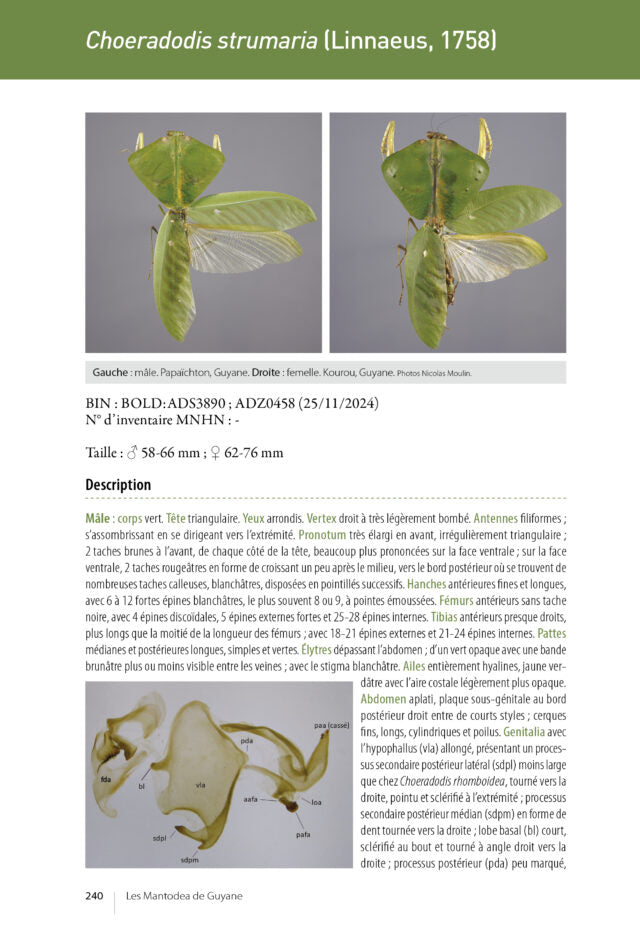 Les Mantodea de Guyane