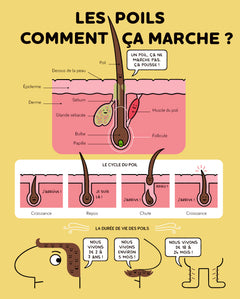 Merveilleux poils