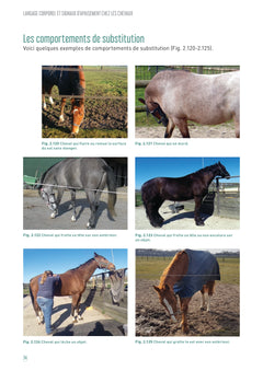 Langage corporel et signaux d'apaisement chez les chevaux