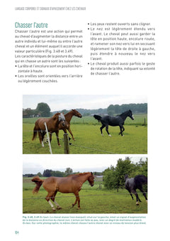 Langage corporel et signaux d'apaisement chez les chevaux