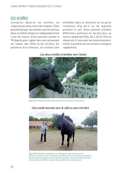 Langage corporel et signaux d'apaisement chez les chevaux