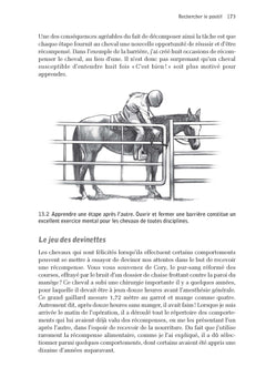 Cerveau équin, cerveau humain