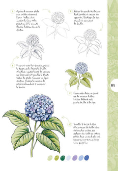 10 étapes pour dessiner plantes et végétaux