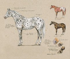 Croquis équestres
