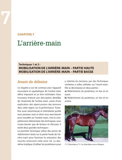 Masser son cheval : Soulager douleurs et tensions musculaires