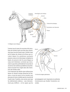 Masser son cheval : Soulager douleurs et tensions musculaires