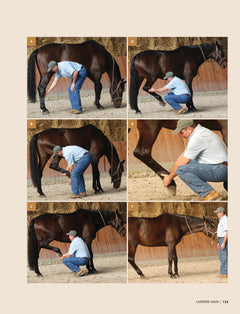 Masser son cheval : Soulager douleurs et tensions musculaires