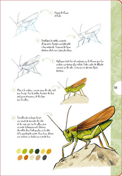10 étapes pour dessiner des papillons et des insectes