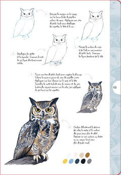 10 étapes pour dessiner des oiseaux