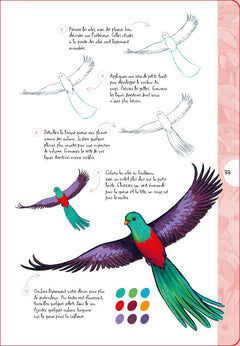 10 étapes pour dessiner des oiseaux