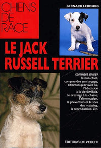 Jack Russel Terrier