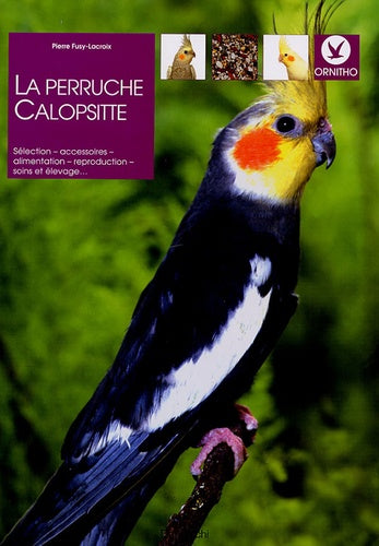 La perruche Calopsitte