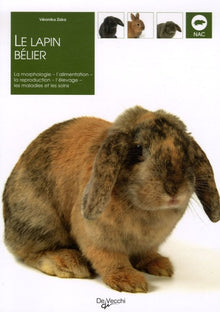 La lapin bélier