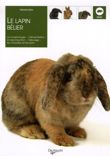 La lapin bélier