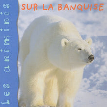 Sur la banquise