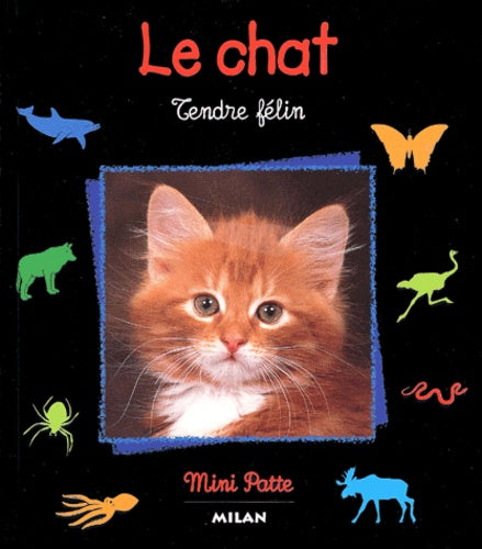 Le chat : tendre félin