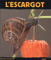 L'escargot paisible dormeur