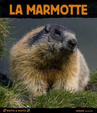 La marmotte. Lutin des montagnes