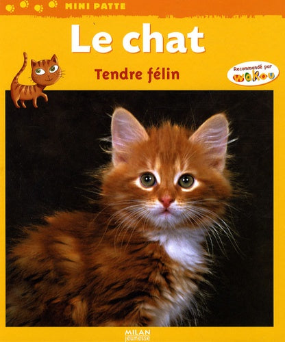 Le chat : tendre félin