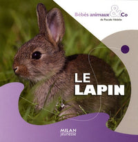 Le lapin