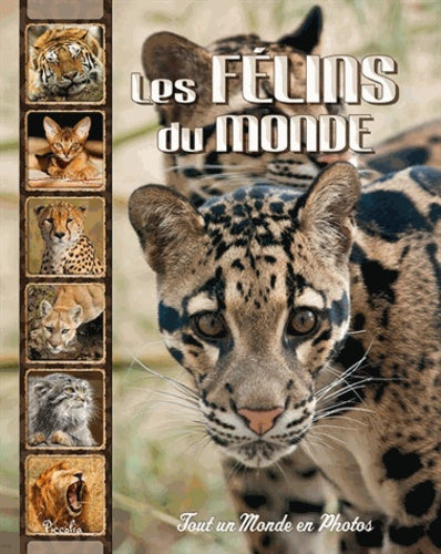 Les félins du monde