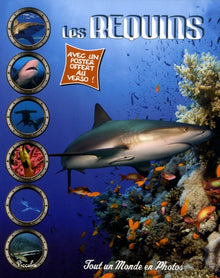 Les requins