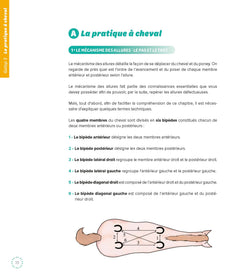 Les fondamentaux de l'équitation galops 3 et 4