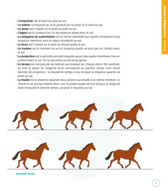 Les fondamentaux de l'équitation galops 3 et 4