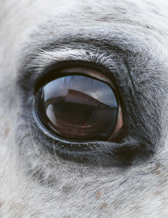 Je fais confiance à mon cheval