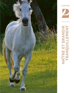 Le silence des chevaux