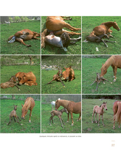 Le silence des chevaux