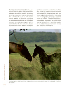 Le silence des chevaux
