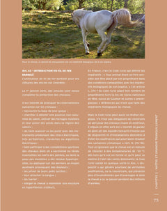 Le silence des chevaux