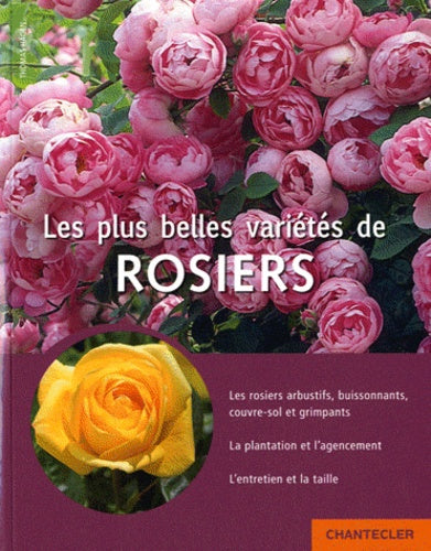 Les plus belles variétés de rosiers