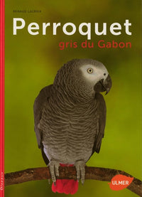 Perroquet gris du Gabon