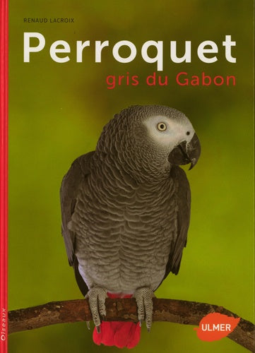 Perroquet gris du Gabon