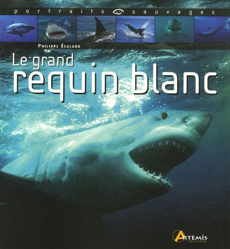 Le grand requin blanc