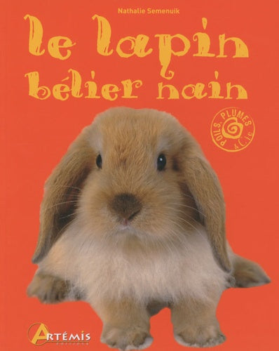 Le lapin bélier nain