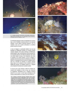 Guide de la faune profonde de la mer méditerranée