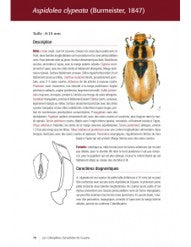 Les coléoptères Dynastidae de Guyane